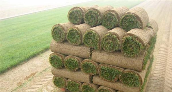 Sod Supplier Butte City CA Zamora Sod Farm   Sod Deliovery 2 600x323 